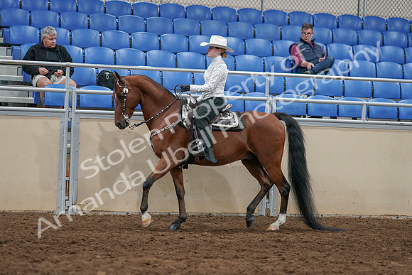 2020 - AB Morgan Horse - Sun, Sept 06 - 07474