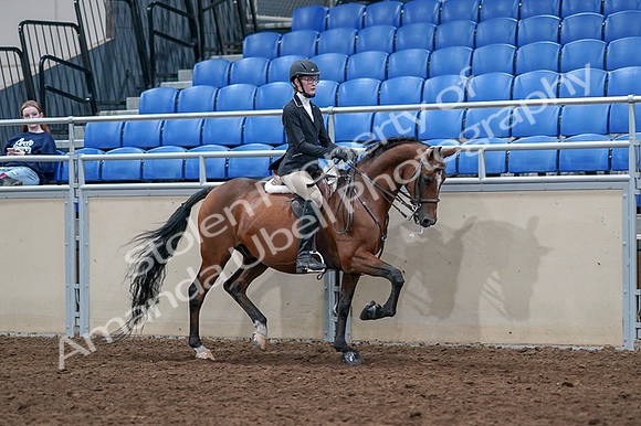 2020 - AB Morgan Horse - Fri, Sept 04 - 06113