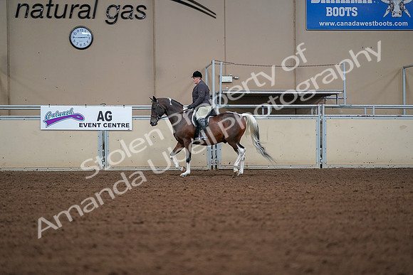 2019 Morgan Horse Show - Aug 30, 2019 - 16158