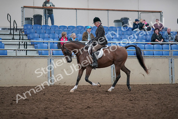 2019 Morgan Horse Show - Aug 31, 2019 - 15887