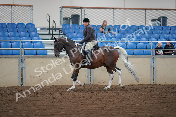 2019 Morgan Horse Show - Aug 30, 2019 - 16034