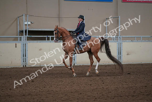 2019 Morgan Horse Show - Sept 01, 2019 - 11933