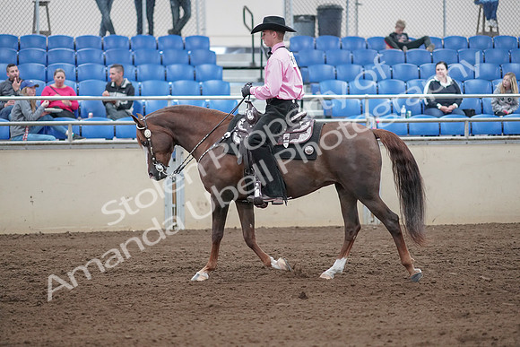 2019 Morgan Horse Show - Sept 01, 2019 - 06837