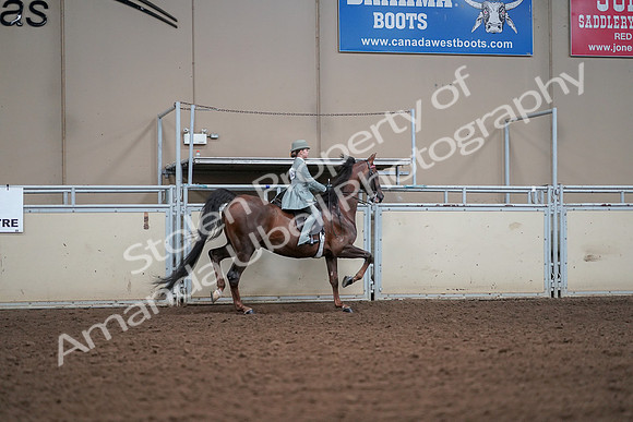 2019 Morgan Horse Show - Aug 30, 2019 - 18085