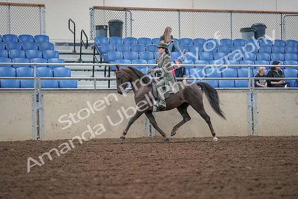 2019 Morgan Horse Show - Aug 30, 2019 - 15516