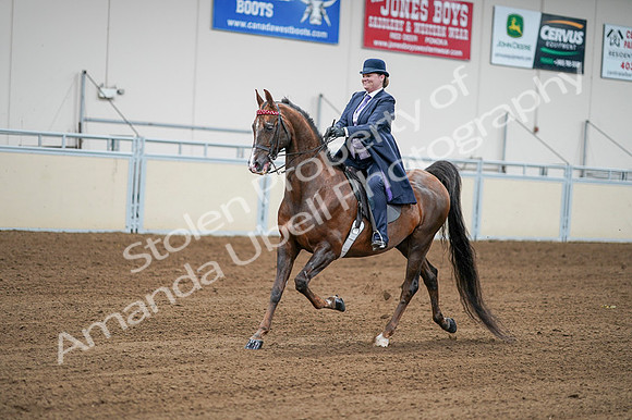 2020 - AB Morgan Horse - Fri, Sept 04 - 08209