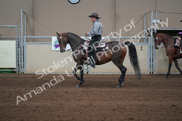 2019 Morgan Horse Show - Sept 01, 2019 - 06869