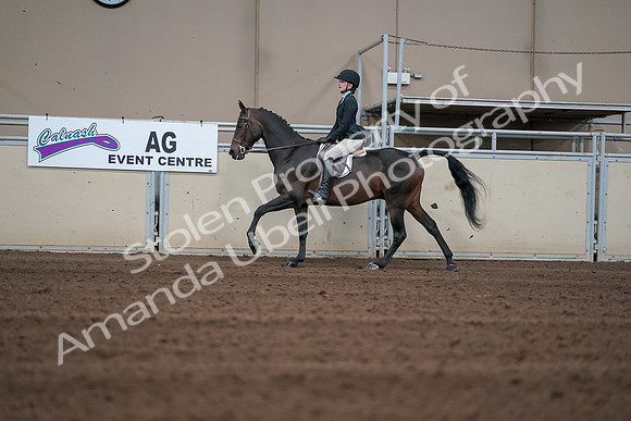 2019 Morgan Horse Show - Sept 01, 2019 - 03734