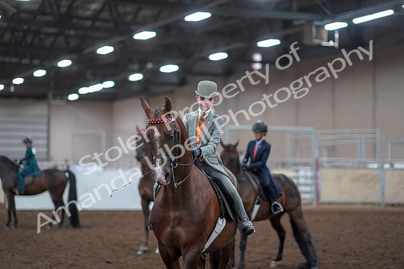 2019 Morgan Horse Show - Aug 30, 2019 - 18200