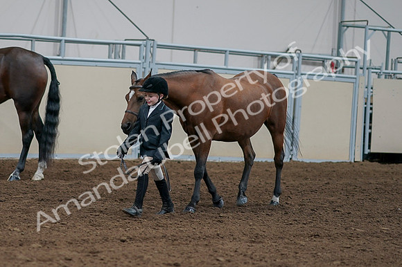2020 - AB Morgan Horse - Fri, Sept 04 - 00862