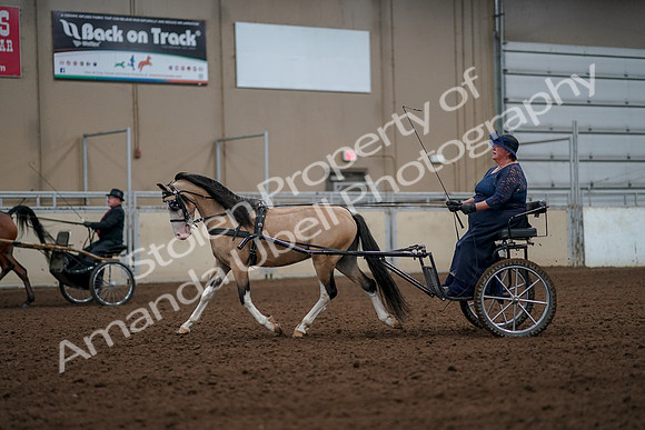 2019 Morgan Horse Show - Aug 30, 2019 - 13261