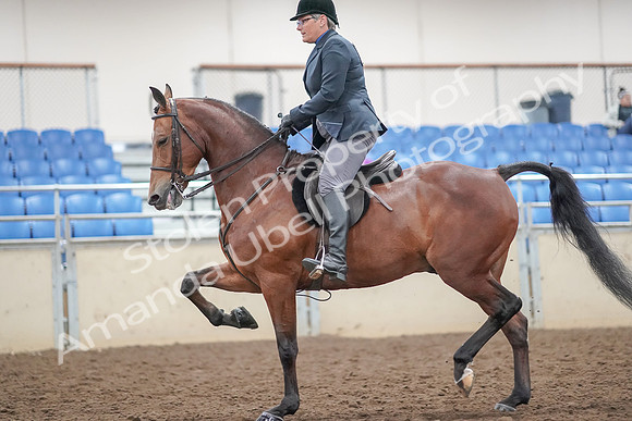 2019 Morgan Horse Show - Aug 30, 2019 - 20480