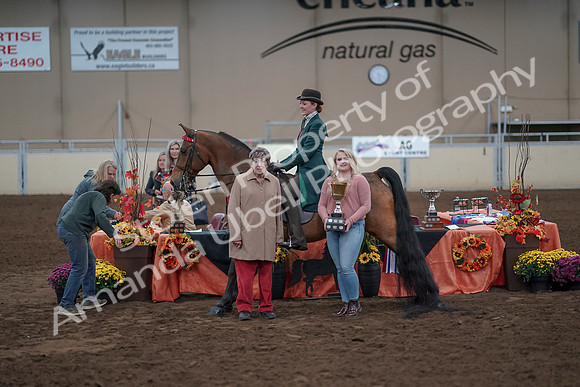2019 Morgan Horse Show - Sept 01, 2019 - 13419