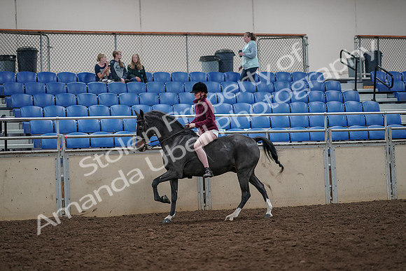 2019 Morgan Horse Show - Aug 30, 2019 - 31291