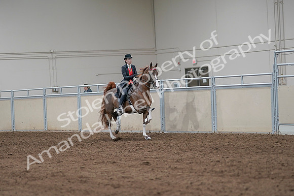 2020 - AB Morgan Horse - Fri, Sept 04 - 09840