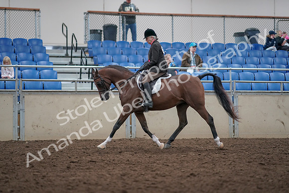 2019 Morgan Horse Show - Aug 31, 2019 - 15892