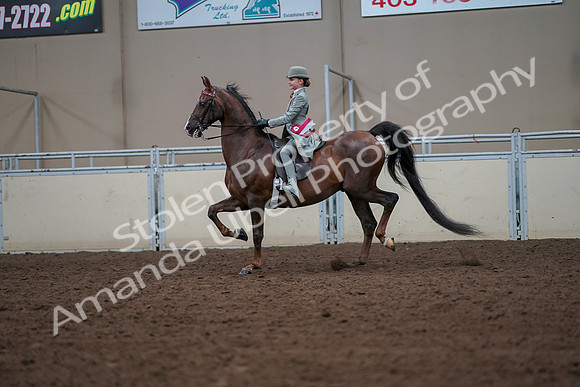 2019 Morgan Horse Show - Aug 30, 2019 - 18259