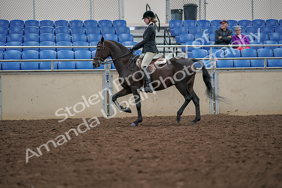 2019 Morgan Horse Show - Aug 30, 2019 - 20340