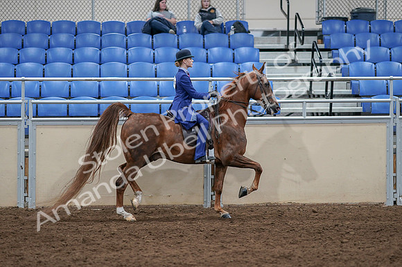2020 - AB Morgan Horse - Fri, Sept 04 - 05266