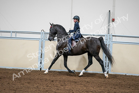 2020 - AB Morgan Horse - Fri, Sept 04 - 03261