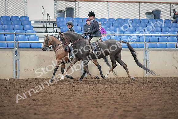 2019 Morgan Horse Show - Aug 30, 2019 - 20218