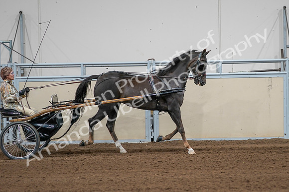 2020 - AB Morgan Horse - Sat, Sept 05 - 05896