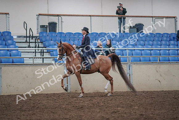 2019 Morgan Horse Show - Aug 31, 2019 - 08548
