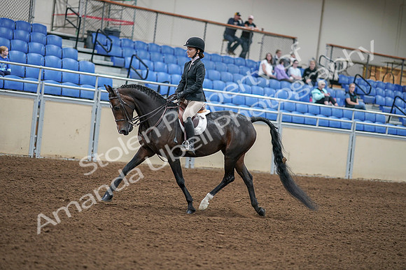 2020 - AB Morgan Horse - Fri, Sept 04 - 05816