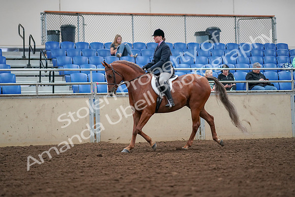 2019 Morgan Horse Show - Aug 30, 2019 - 16179