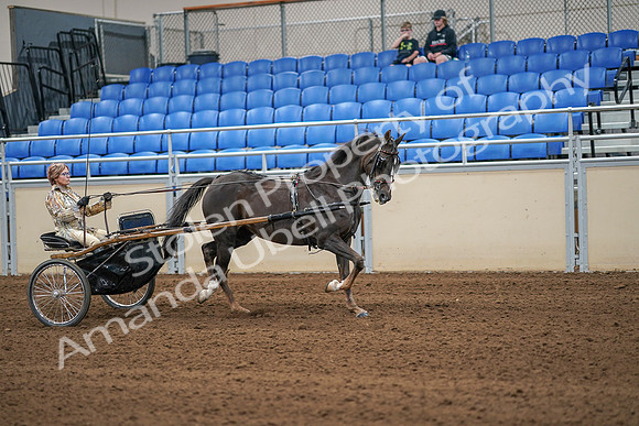 2020 - AB Morgan Horse - Sat, Sept 05 - 05942