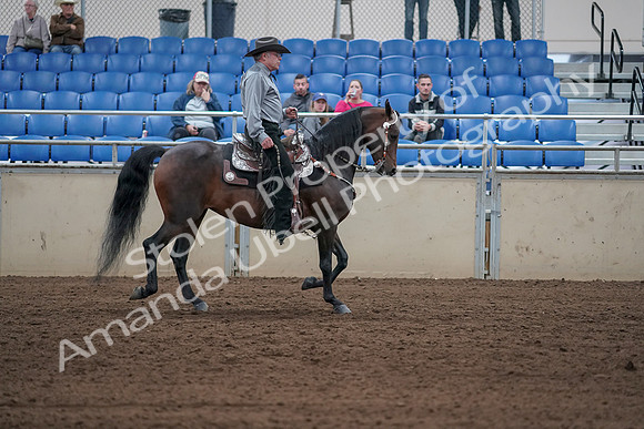 2019 Morgan Horse Show - Sept 01, 2019 - 07083