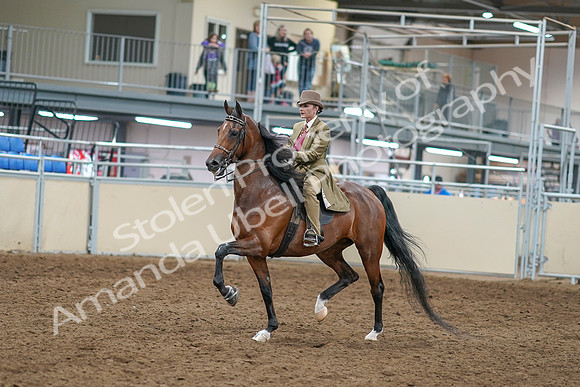 2020 - AB Morgan Horse - Sat, Sept 05 - 05281