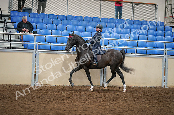 2020 - AB Morgan Horse - Fri, Sept 04 - 02984