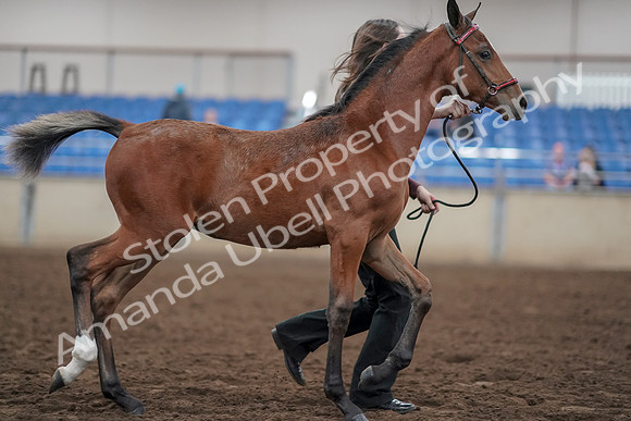 2019 Morgan Horse Show - Aug 31, 2019 - 00471