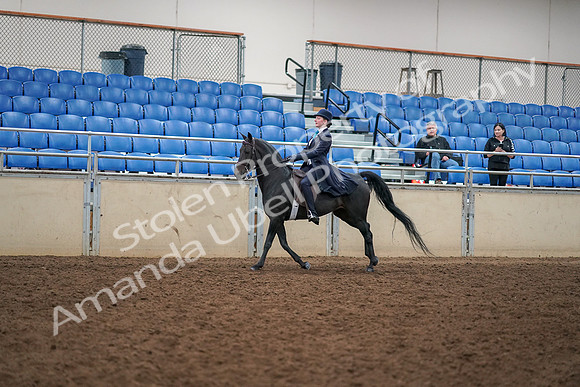2019 Morgan Horse Show - Aug 30, 2019 - 12324