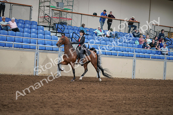2020 - AB Morgan Horse - Sat, Sept 05 - 06723
