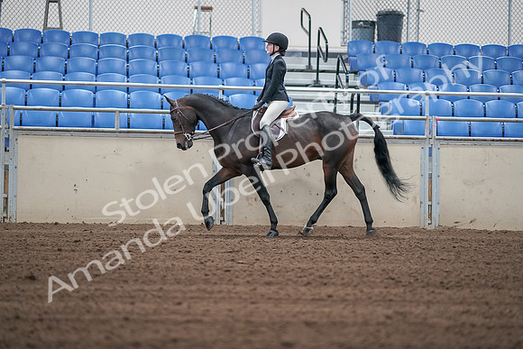 2019 Morgan Horse Show - Sept 01, 2019 - 03709