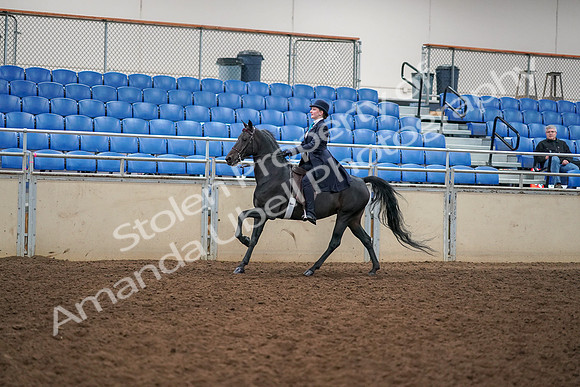 2019 Morgan Horse Show - Aug 30, 2019 - 12331