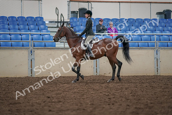 2019 Morgan Horse Show - Aug 30, 2019 - 20261