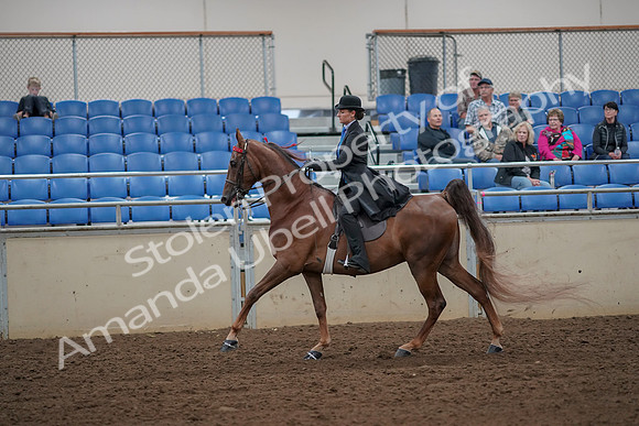2019 Morgan Horse Show - Aug 30, 2019 - 25200