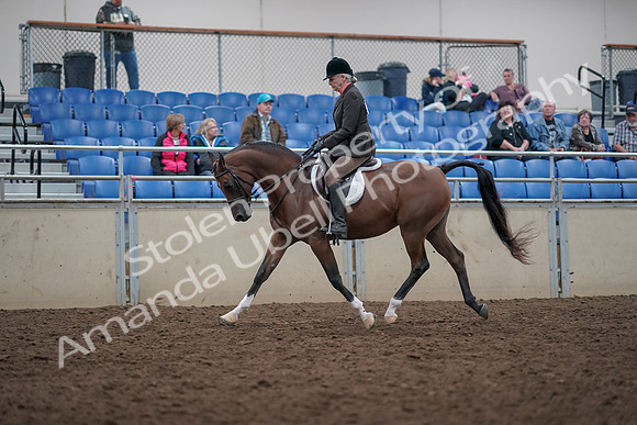 2019 Morgan Horse Show - Aug 31, 2019 - 15885