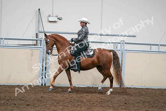 2020 - AB Morgan Horse - Sun, Sept 06 - 07579