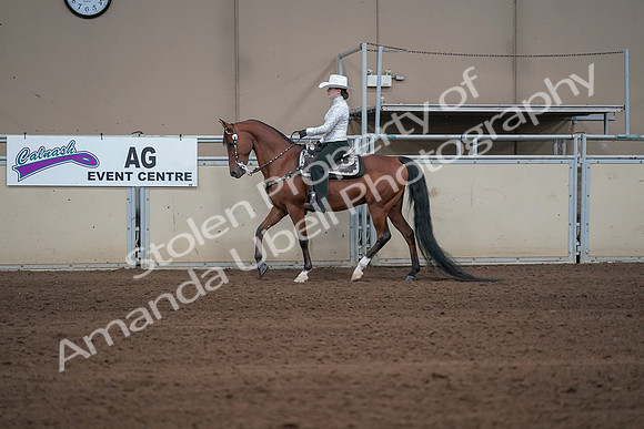 2019 Morgan Horse Show - Sept 01, 2019 - 06943