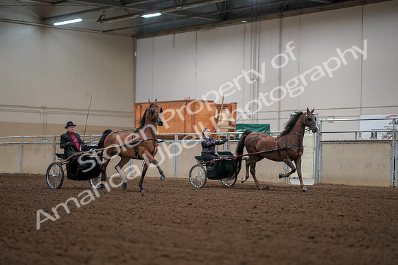 2019 Morgan Horse Show - Aug 30, 2019 - 13393
