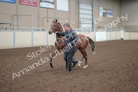 2019 Morgan Horse Show - Aug 31, 2019 - 00253