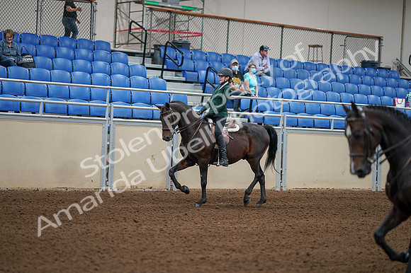 2020 - AB Morgan Horse - Fri, Sept 04 - 03943