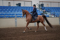 2019 Morgan Horse Show - Sept 01, 2019 - 11881
