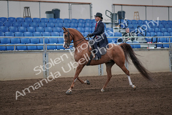 2019 Morgan Horse Show - Sept 01, 2019 - 11881