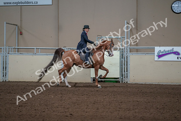2019 Morgan Horse Show - Sept 01, 2019 - 12040