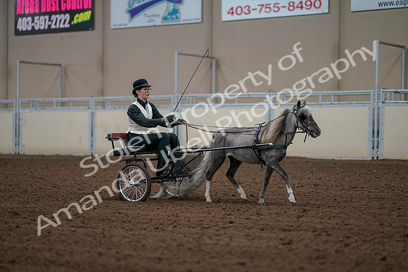 2019 Morgan Horse Show - Aug 30, 2019 - 13413
